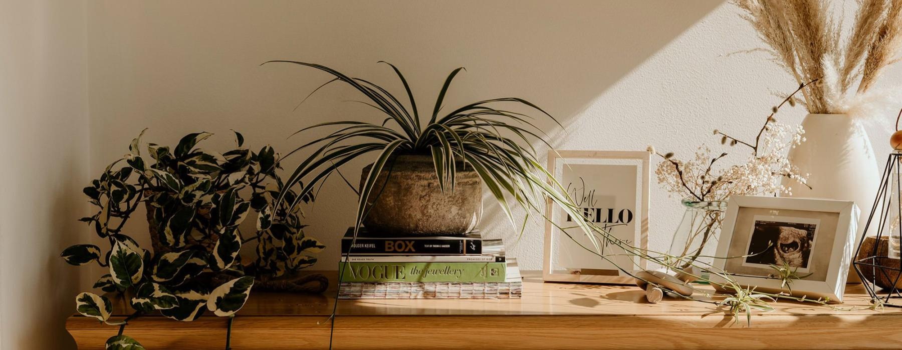 bureau top decorated with potted plants, books and framed pictures